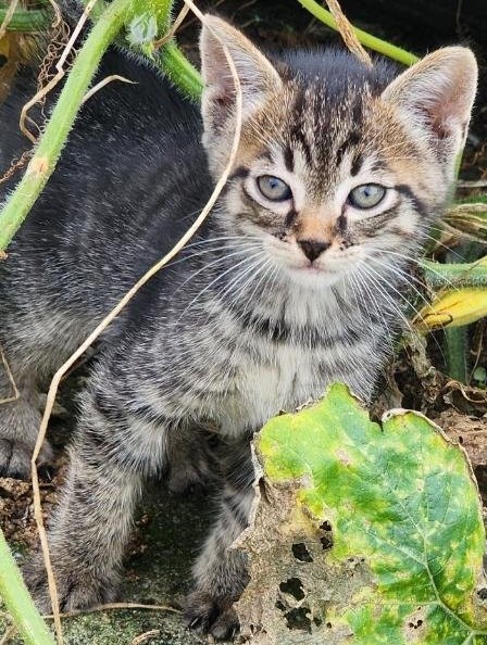 공주시 동물보호센터_444450202500501